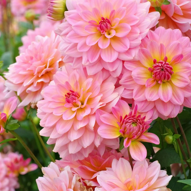 Dahlie