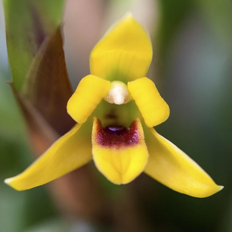 Orchidee