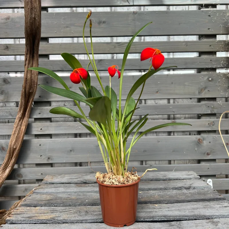 Orchidee