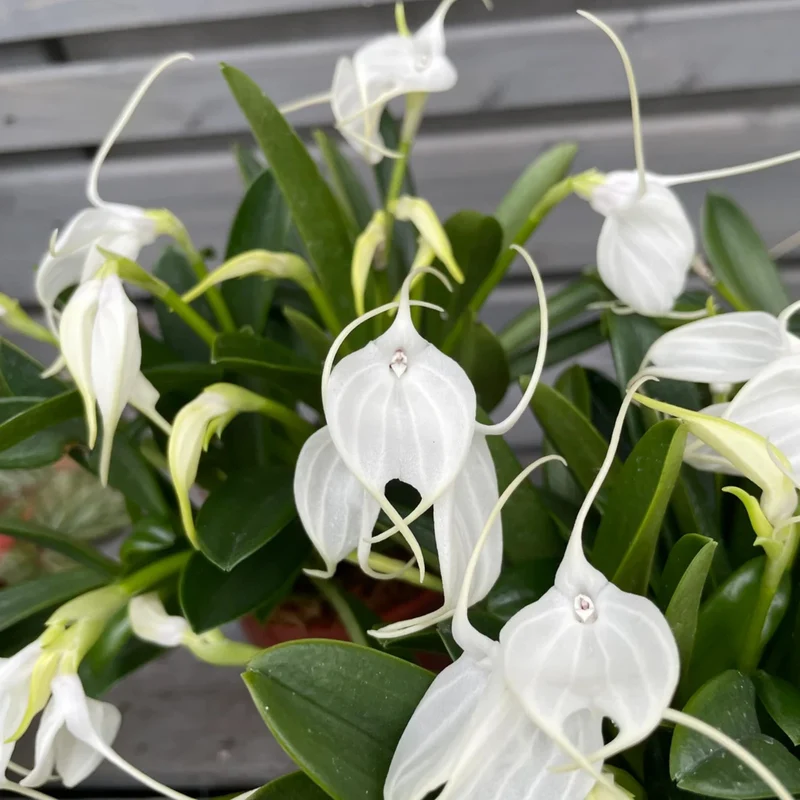 Orchidee
