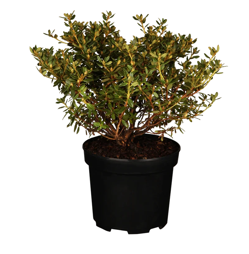 Rhododendron 'Saint Merryn'