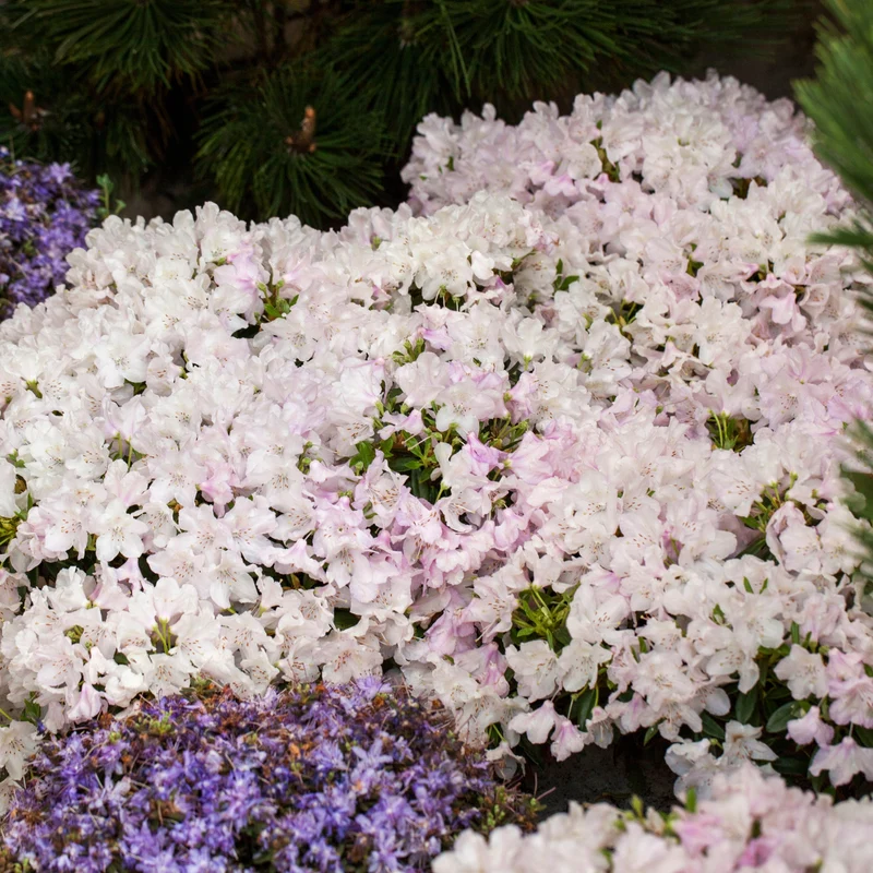 Rhododendron 'Robert Seliger'