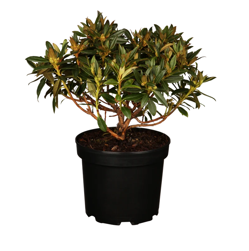Rhododendron 'Robert Seliger'