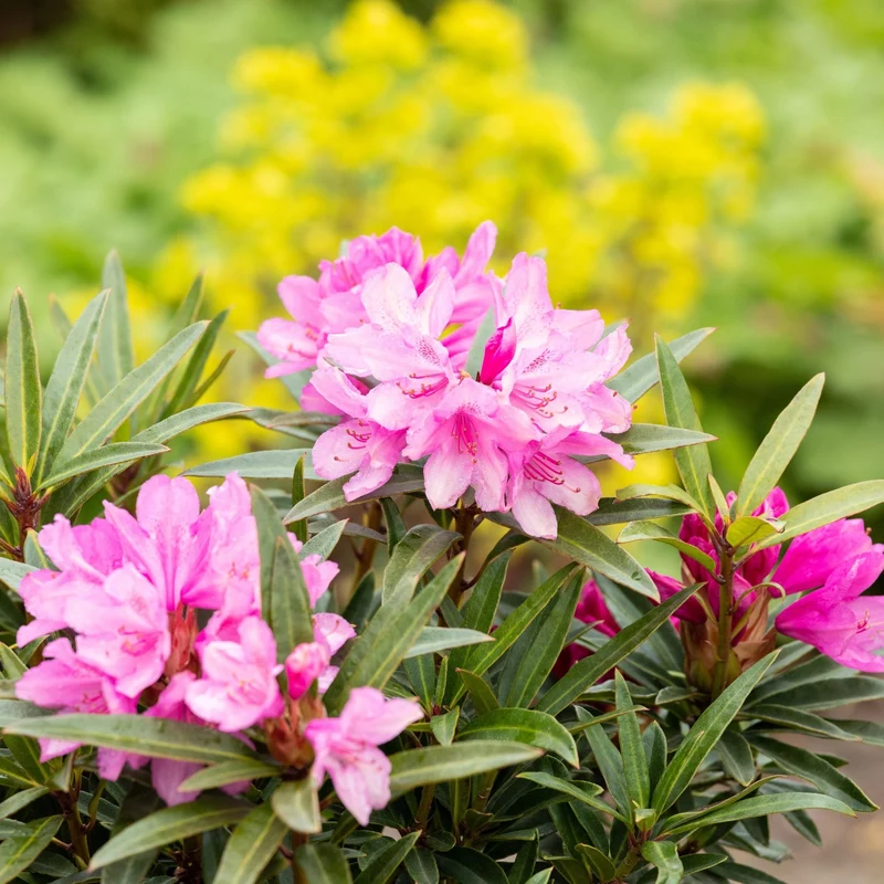 Rhododendron 'Graziella'