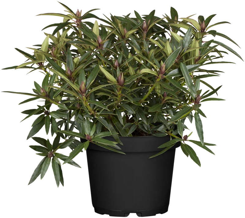 Rhododendron 'Graziella'