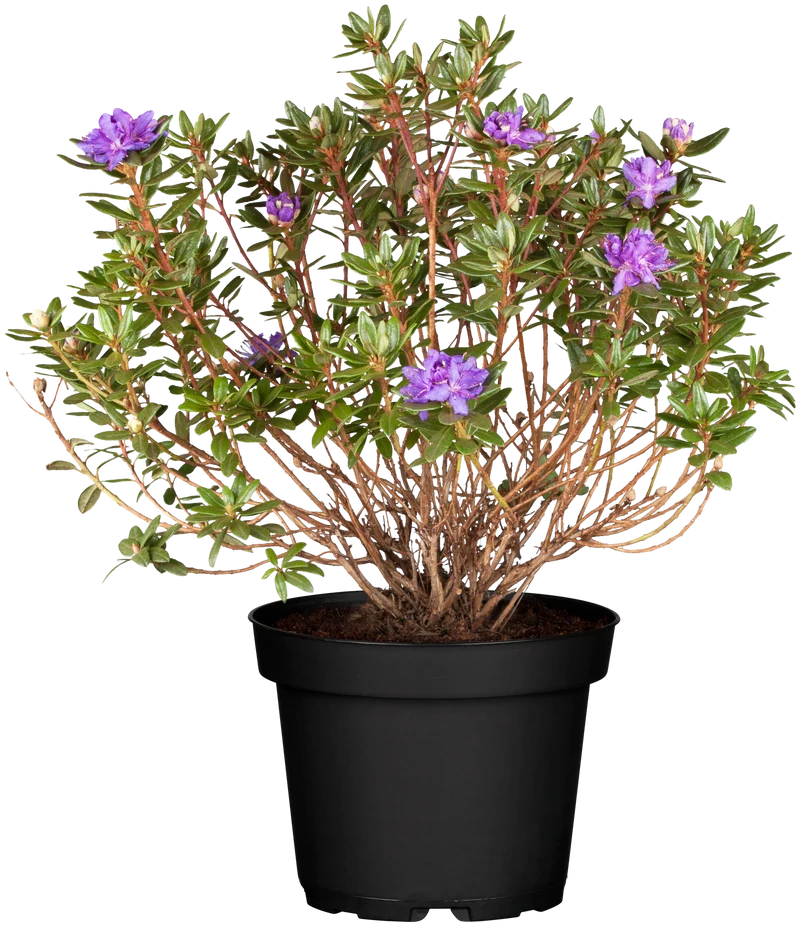 Rhododendron 'Azurica'