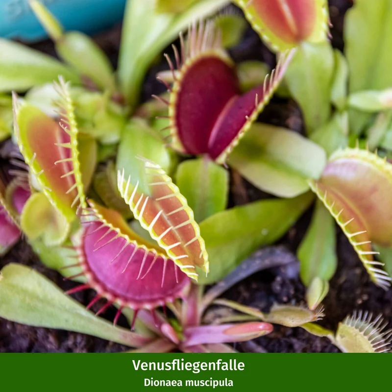 Zimmerpflanzen-Set "Kleine Monster“