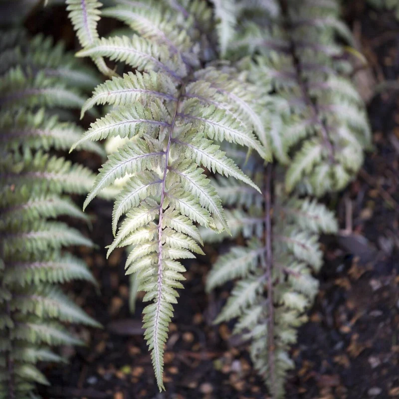 Regenbogenfarn 'Metallicum'