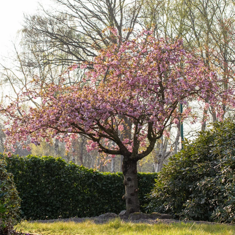 Japanische Blütenkirsche 'Kanzan'