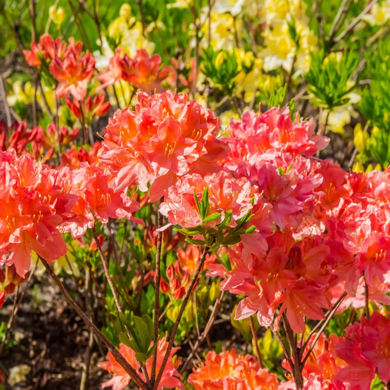 Rhododendron 'Feuerköpfchen'