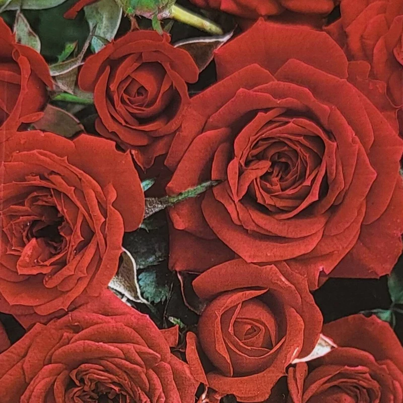 Bodendeckerrose 'The Red Fairy'