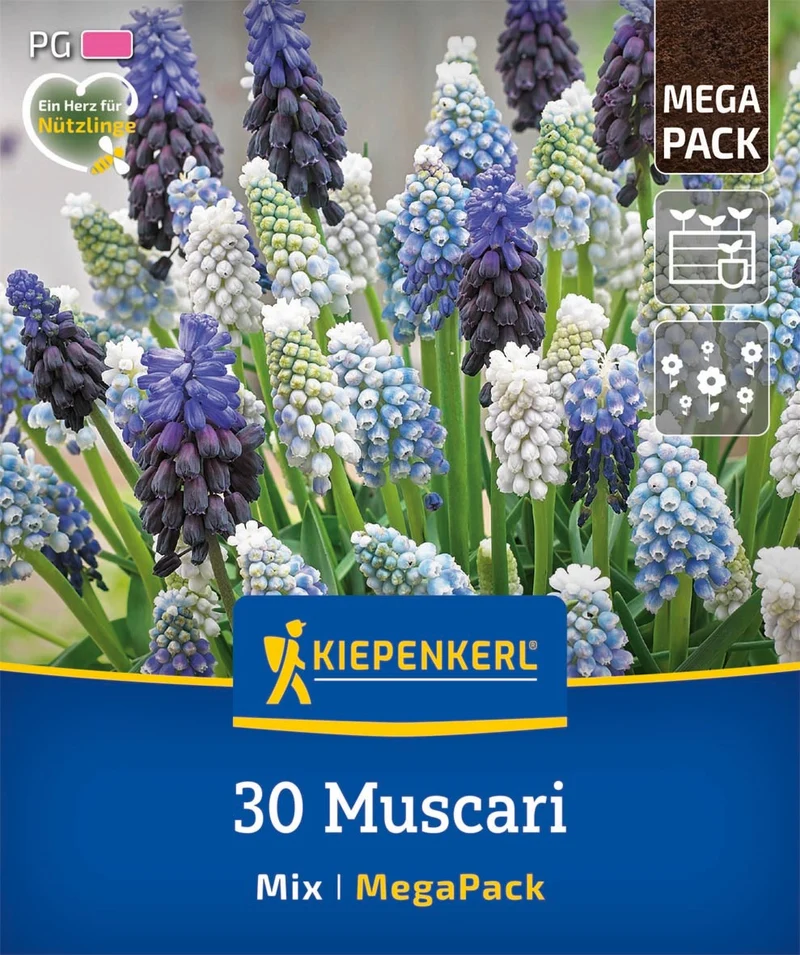 Kiepenkerl Traubenhyazinthen Mischung, Mega-Pack