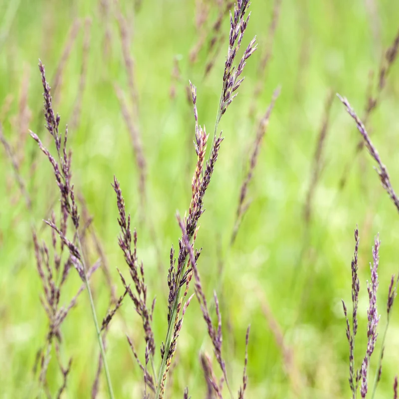 Kleines Pfeifengras 'Edith Dudszus'
