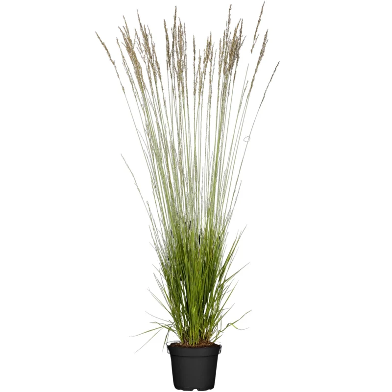 Kleines Pfeifengras 'Heidebraut'