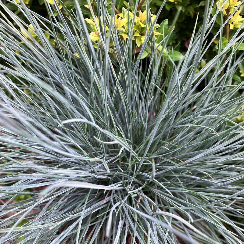 Blauschwingel 'Cool as Ice'