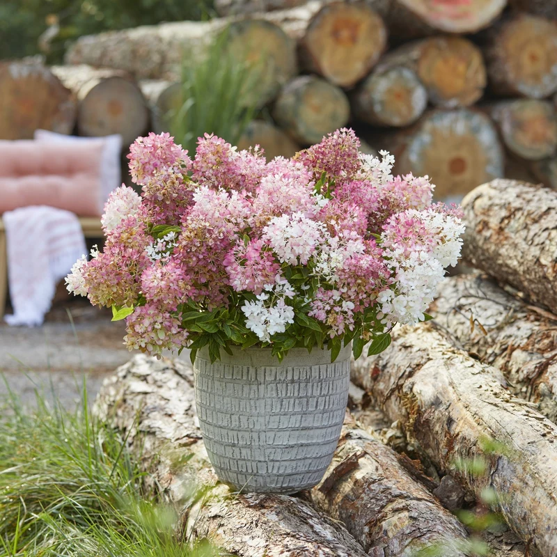 Rispenhortensie 'Groundbreaker®' Blush™