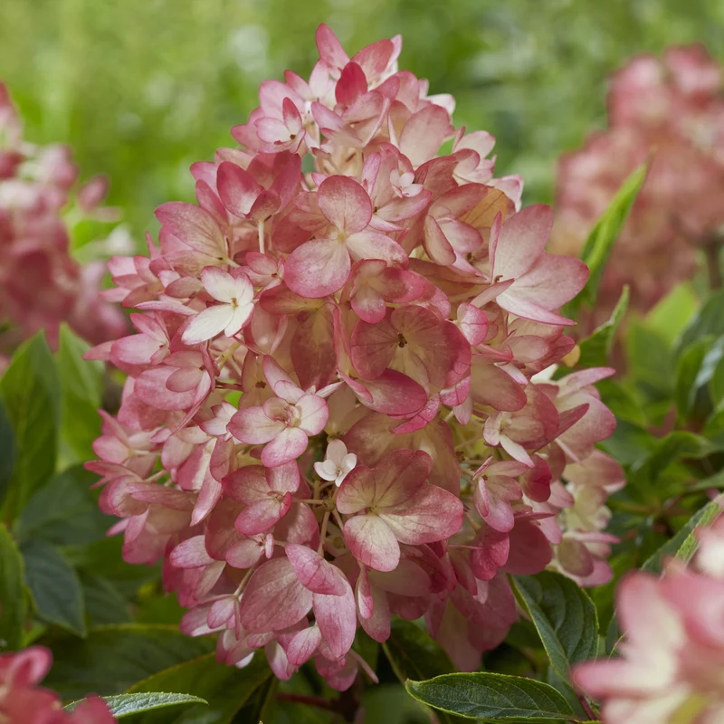 Rispenhortensie 'Groundbreaker®' Blush™