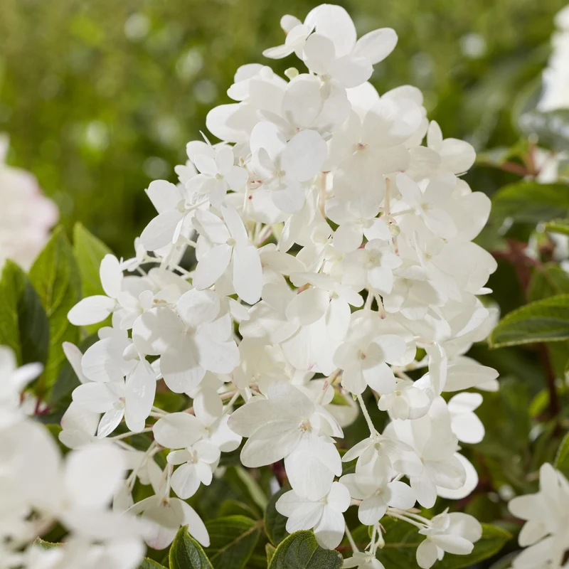 Rispenhortensie 'Groundbreaker®' Blush™