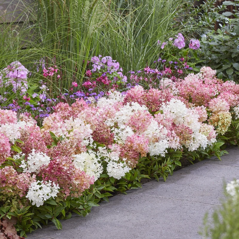 Rispenhortensie 'Groundbreaker®' Blush™
