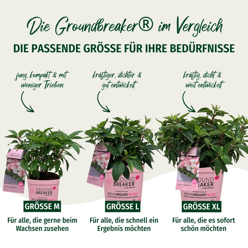Rispenhortensie 'Groundbreaker®' Blush™
