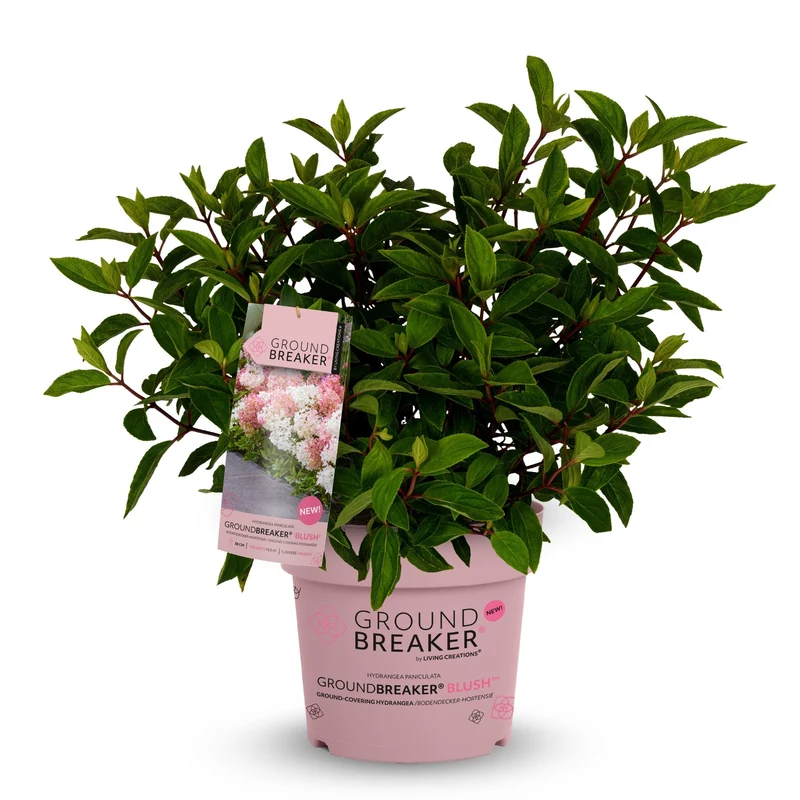 Rispenhortensie 'Groundbreaker®' Blush™