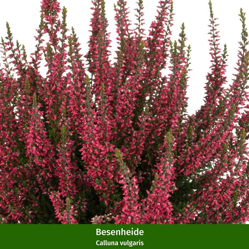 Grabbepflanzung "Rot-Weißer Herbst"