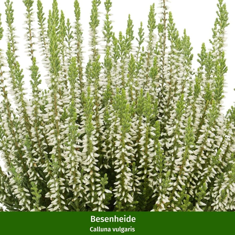 Grabbepflanzung "Rötlicher Herbst"