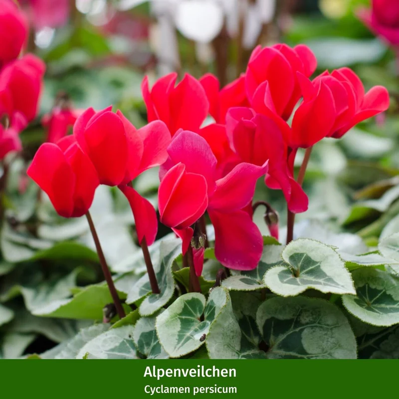Balkonblumen "Herbstwunder"