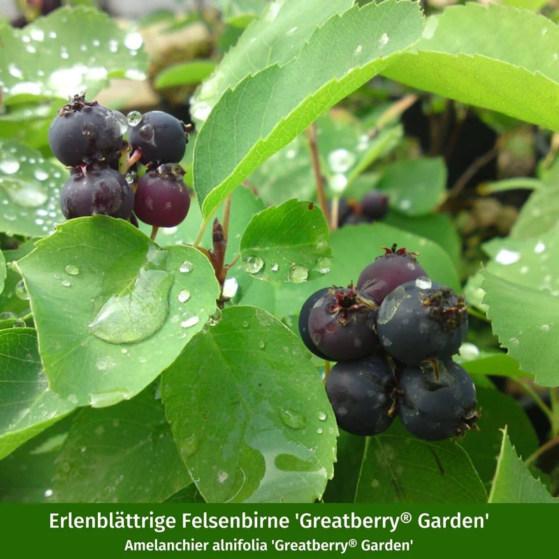 Pflanzen-Set “Fruchtvielfalt im Garten“