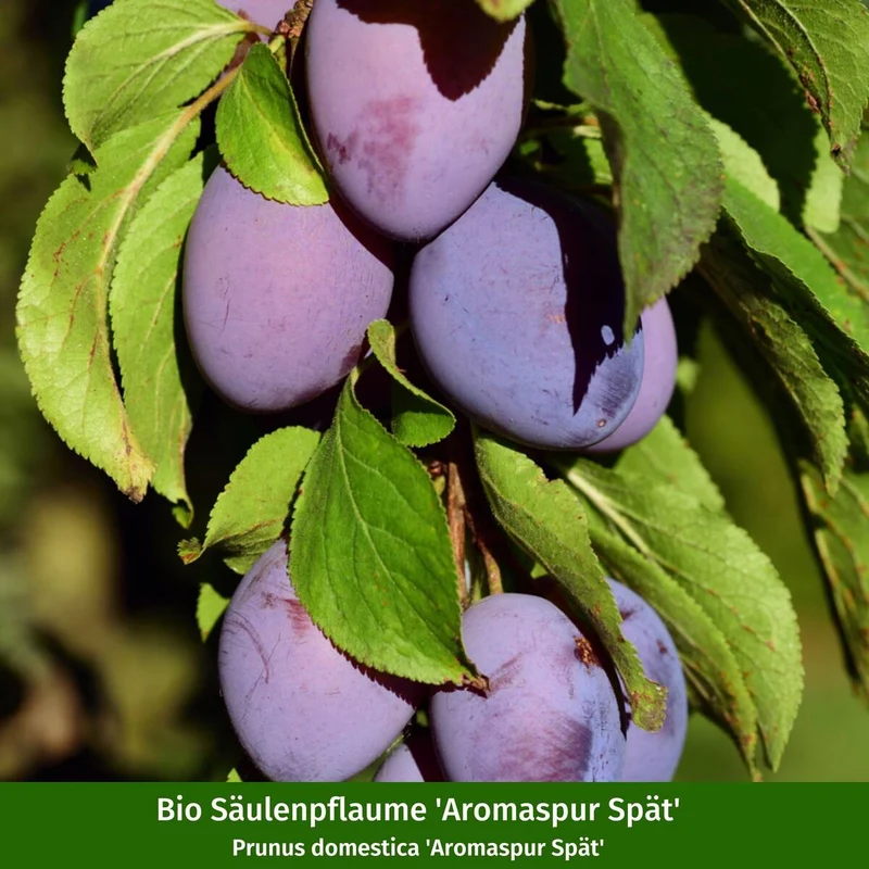 Pflanzen-Set “Fruchtvielfalt im Garten“