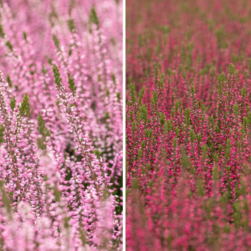 Besenheide-Set 'Gardengirls®'