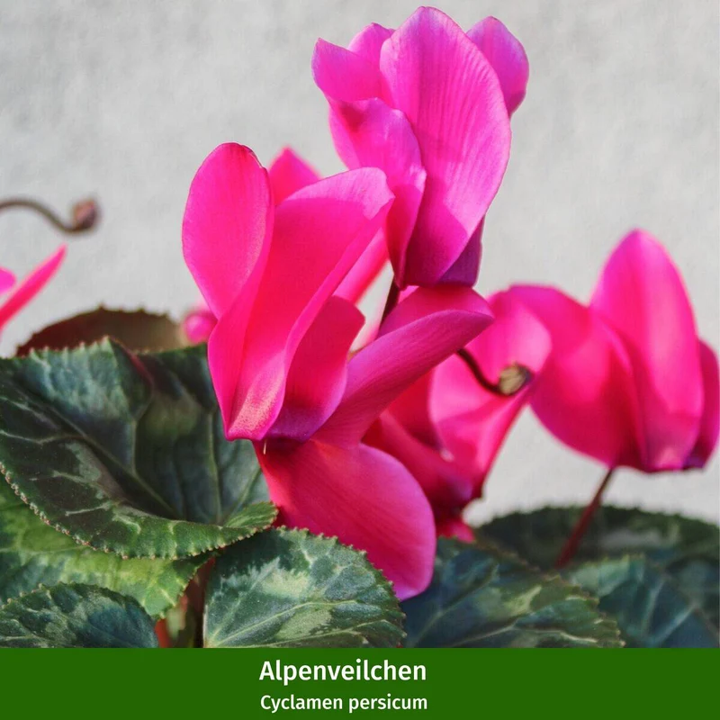 Balkonblumen "Veilchenherbst"
