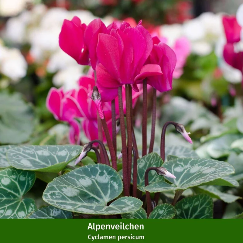 Balkonblumen "Veilchenherbst"