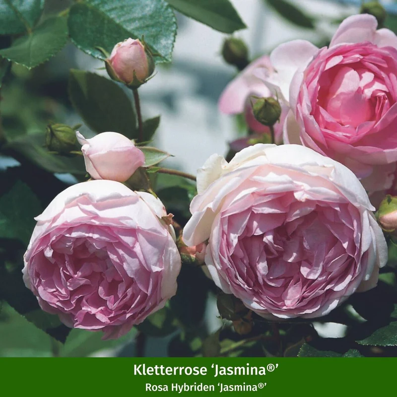 Rosenbeet "Leonardo's Blütenkunst"
