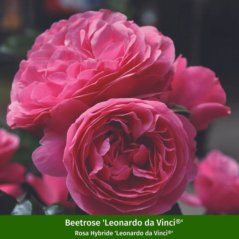 Rosenbeet "Blütenmärchen"