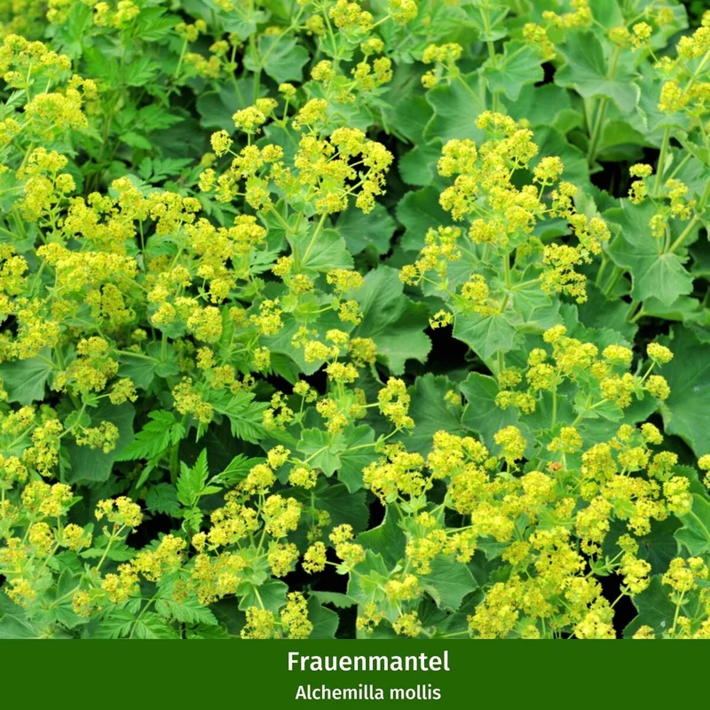 Rosenbeet "Blütenmärchen"