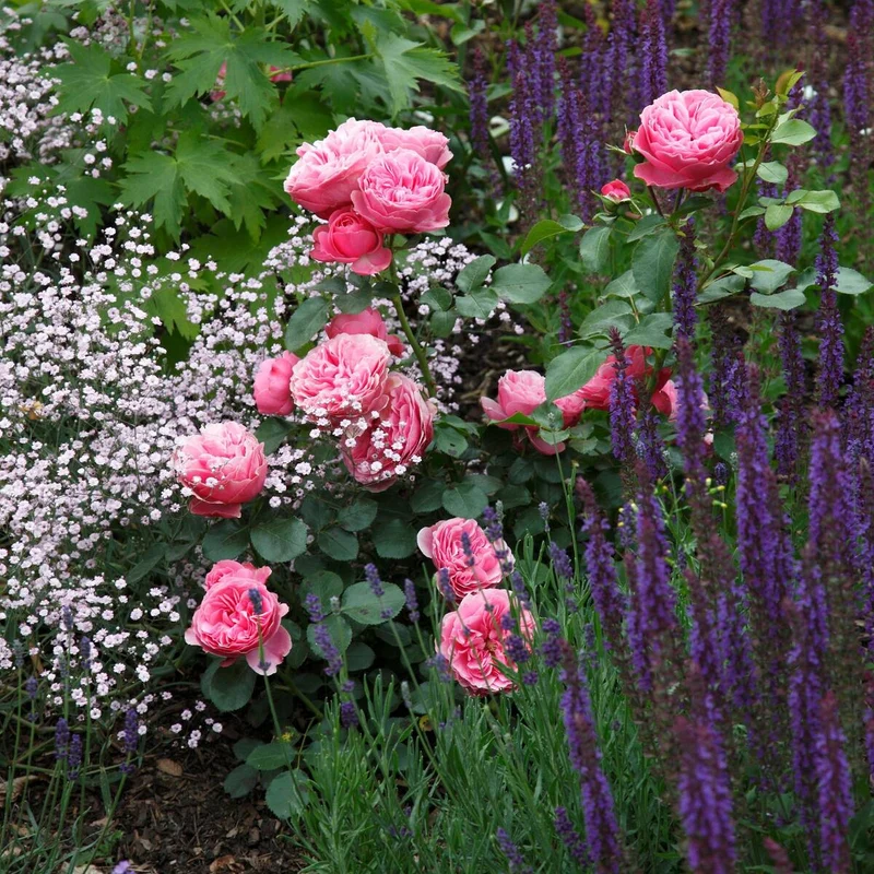 Rosenbeet "Rosige Liebhaberei"