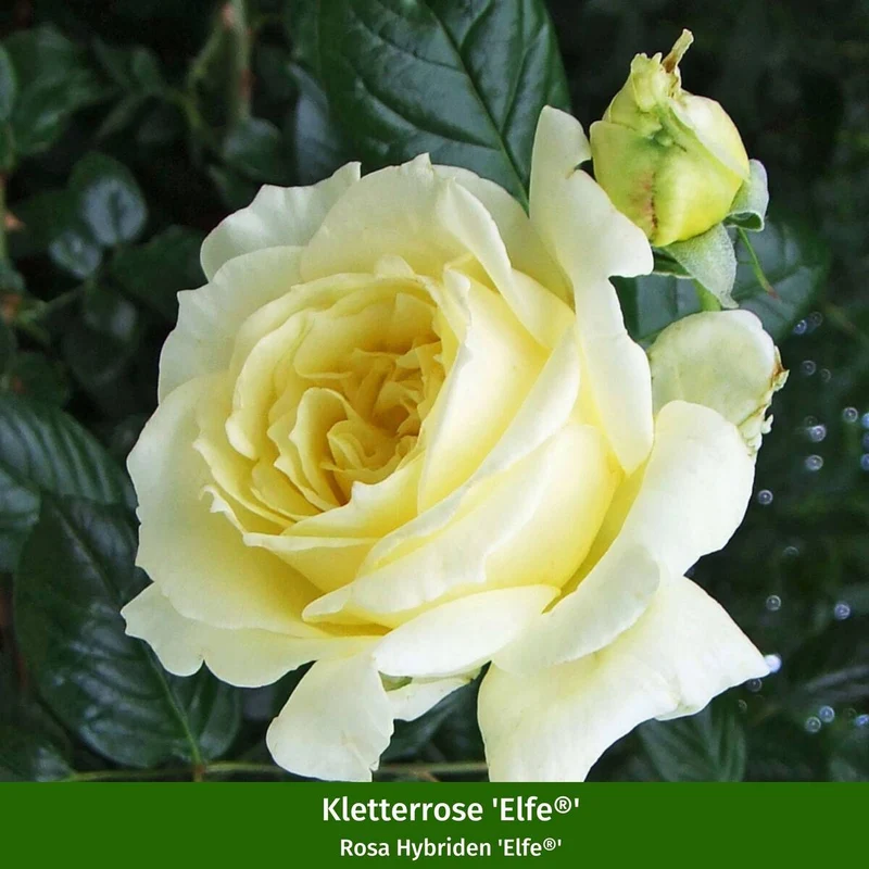 Rosenbeet "Romantischer Gartencharme"