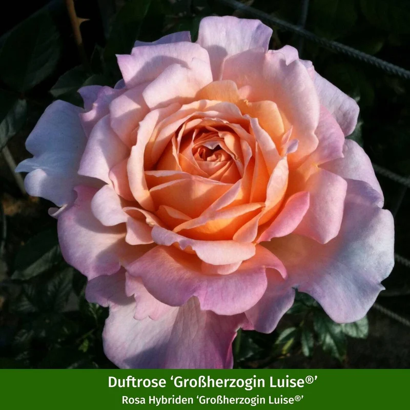 Rosenbeet "Rosige Blütenpoesie"