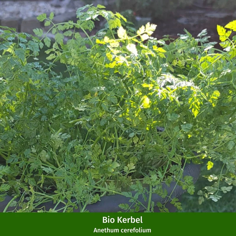 Gartenkräuter "Würziges Trio"