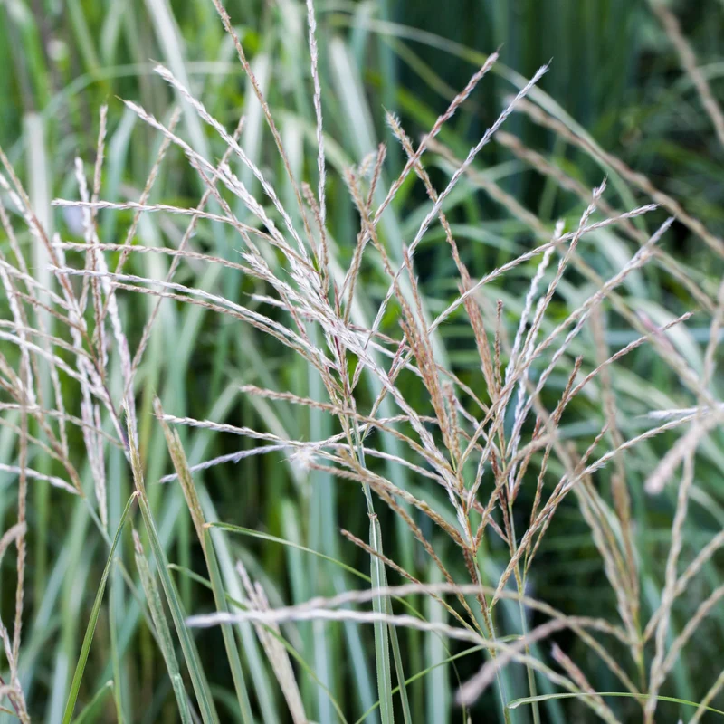 Chinaschilf 'Hermann Müssel'