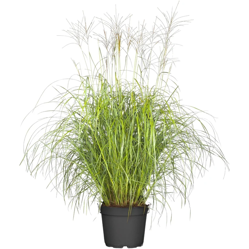 Chinaschilf 'Hermann Müssel'