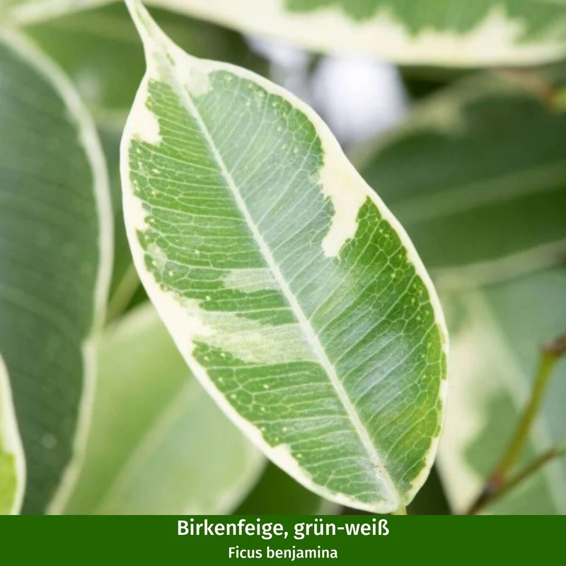 Zimmerpflanzen-Set "Dreifarbige Ficus-Kollektion"