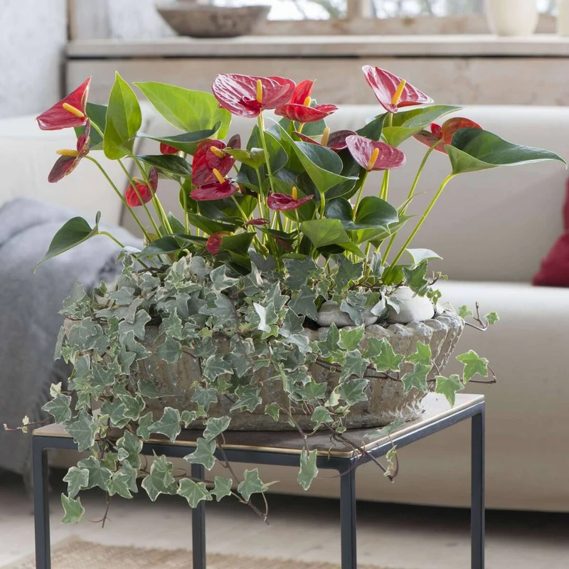 Zimmerpflanzen-Set "Blüten aus dem Regenwald"