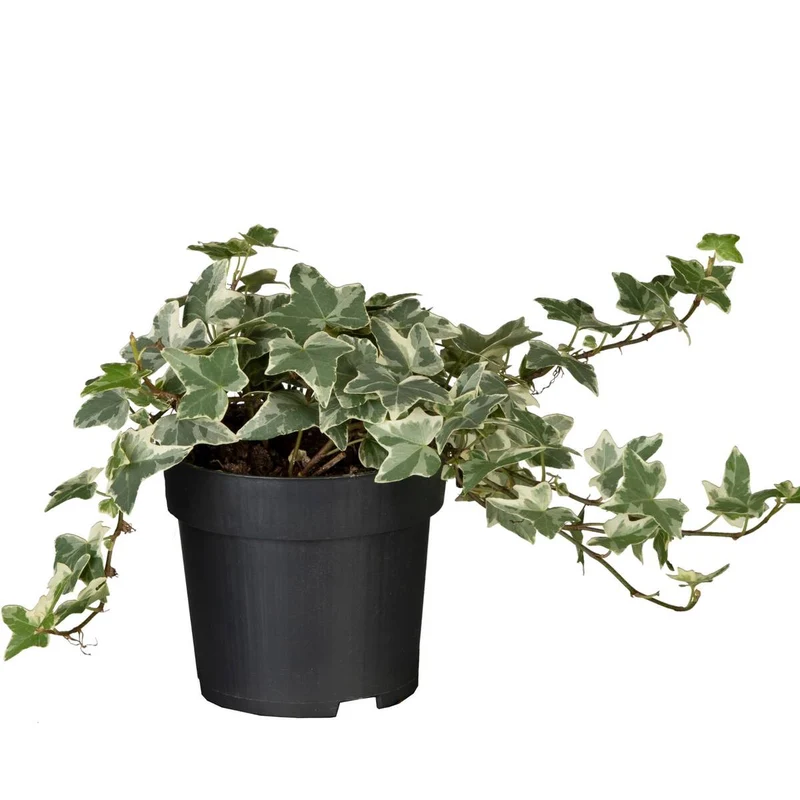 Zimmerpflanzen-Set "Blüten aus dem Regenwald"