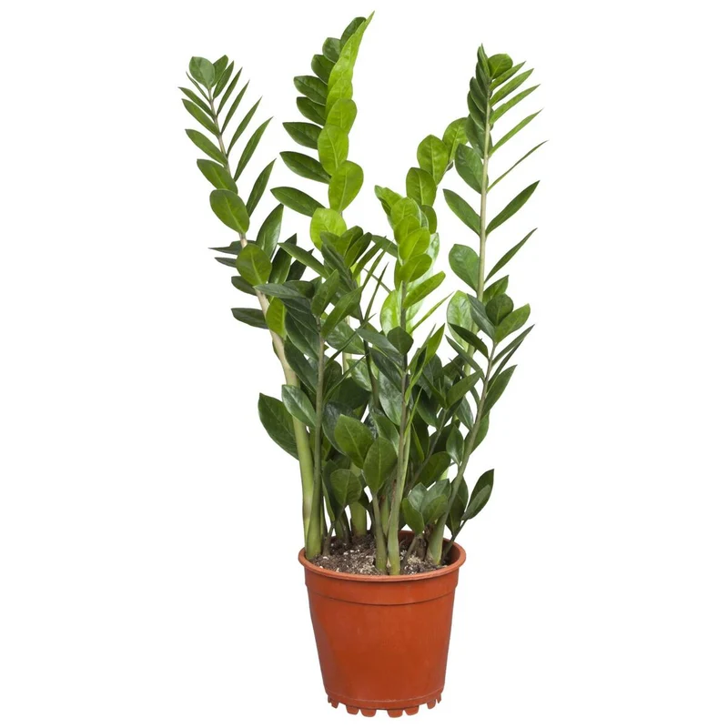 Zimmerpflanzen-Set "Plant Love"