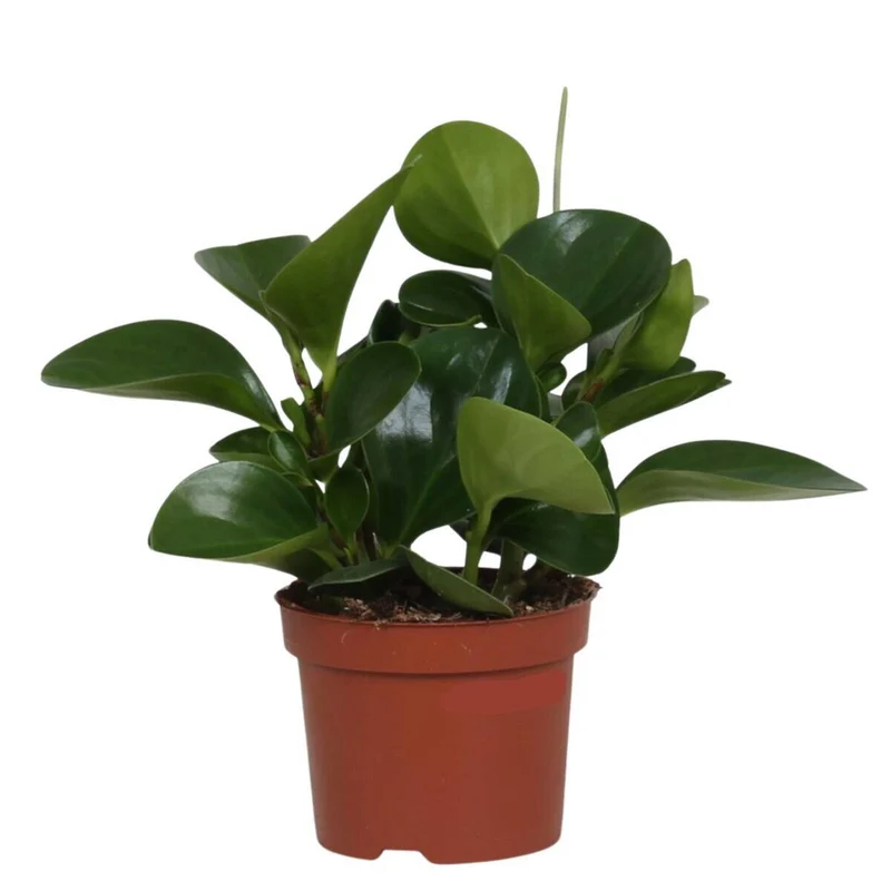 Zimmerpflanzen-Set "Plant Love"