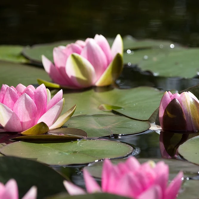 Floragard Wasserpflanzen- und Teicherde