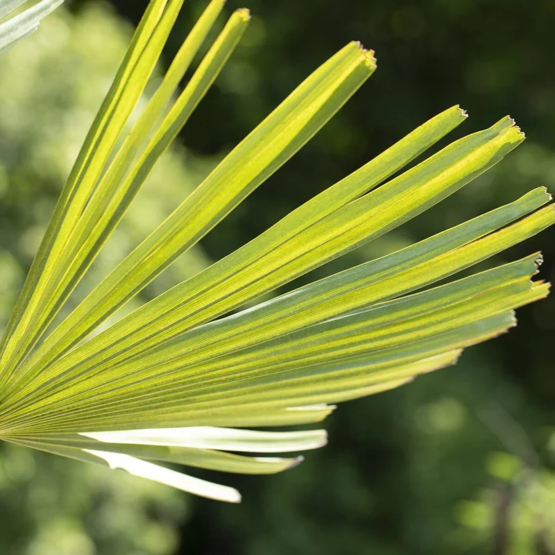 Hanfpalme