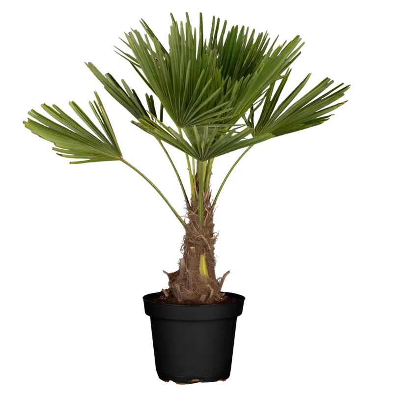 Hanfpalme